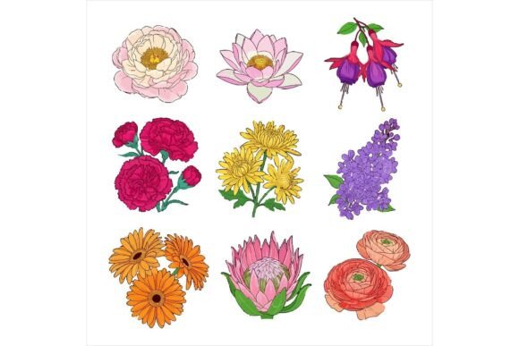 Collection of Colorful Flowers Illustrations Review